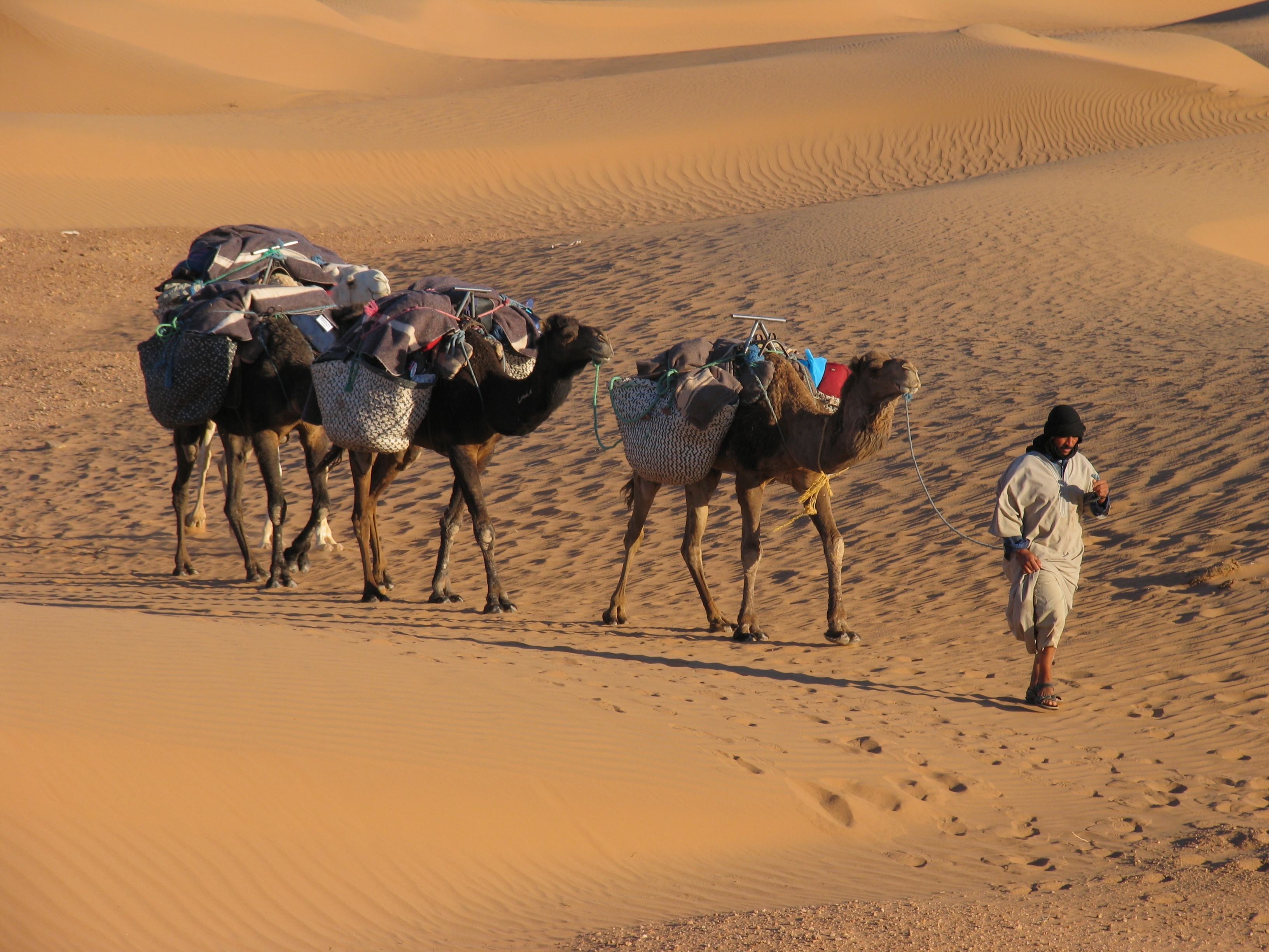 A Berber in traditional dress leading two camels across a desert landscape of golden sand.