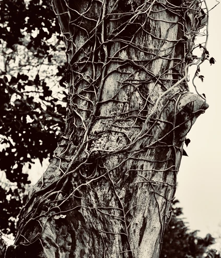 Black and white image of a tree trunk covered in trailing ivy branches