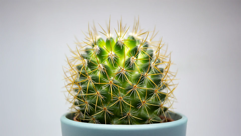 Photo of a cactus in a pot