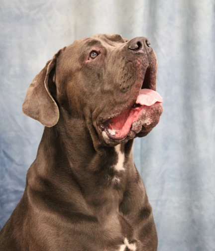 A large black dog with it's mouth open