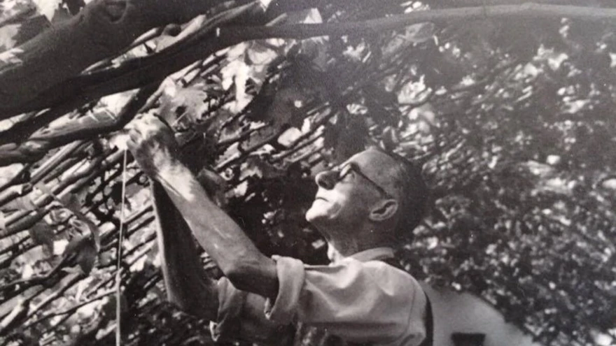 A man tending to Hampton Court Great Vine
