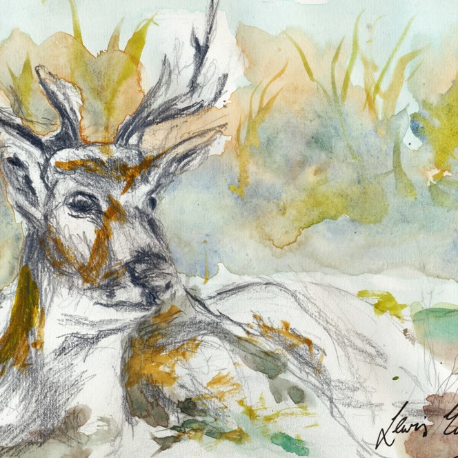 A painting of a stag combining pencil work and water colours