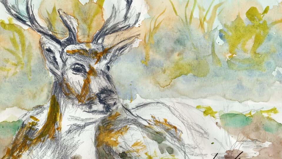 A painting of a stag combining pencil work and water colours