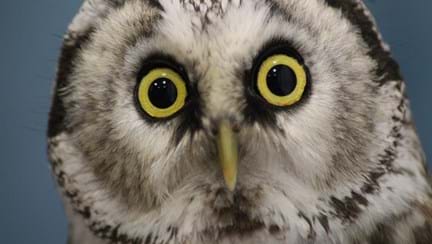 Close up photograph of an owl with eyes wide open