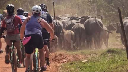Group of cyclists passing a herd of cows on a red dusty track