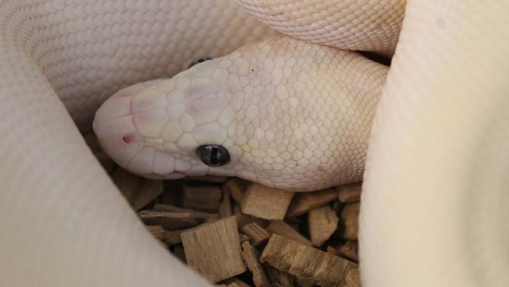 A white snake coiled on a bed of wood chippings