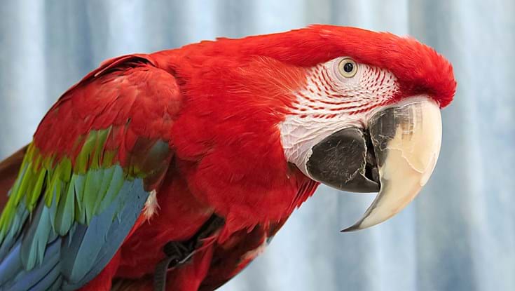 A red and green macaw