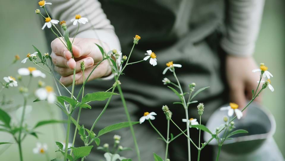 A person in overalls tending to some wildflowers