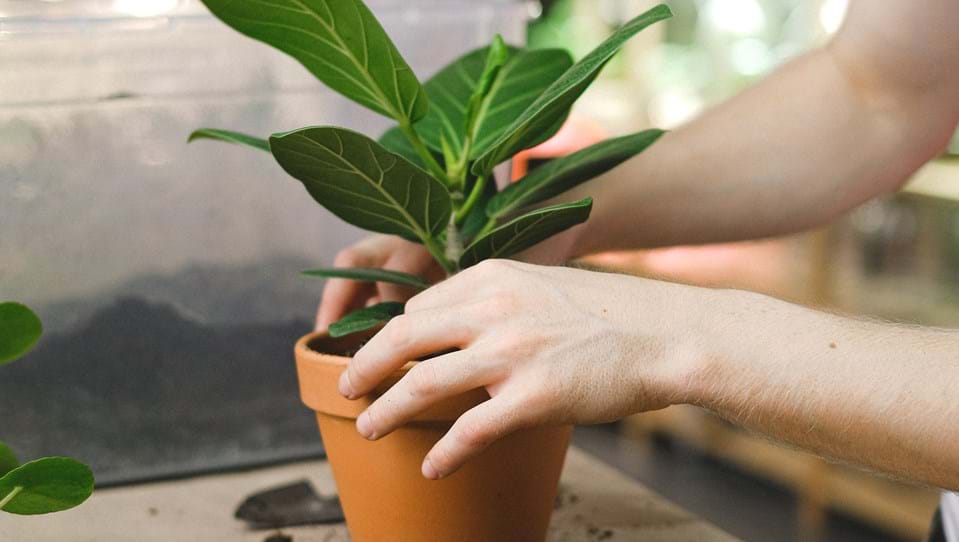 A person putting a plant in a plant pot