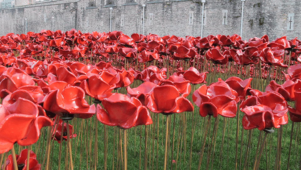 A field of poppies