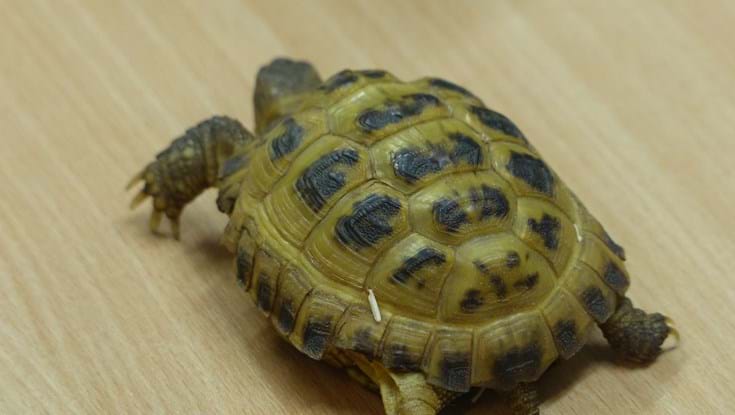 A tortoise photographed on a light wooden tabletop