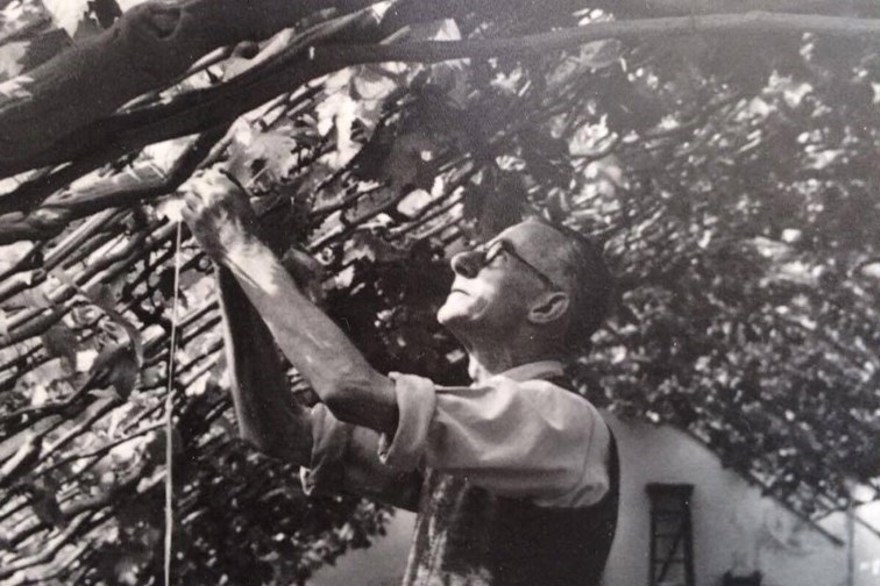 A man tending to Hampton Court Great Vine