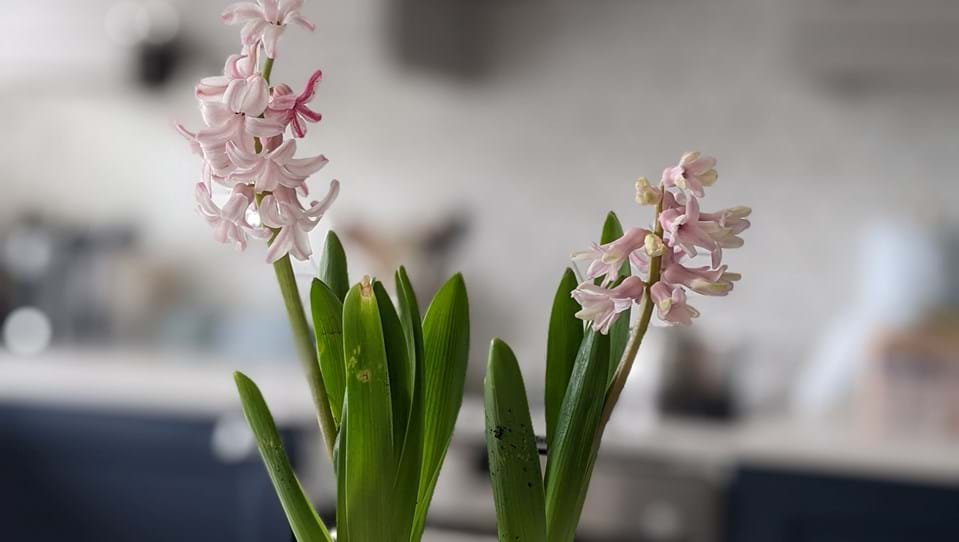 A photo of two sprotting hyacinth bulbs in a ceramic pot